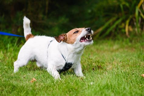 What to do with an aggressive dog. Things To Know About What to do with an aggressive dog. 